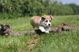 CORGI PEMBROKE 506
